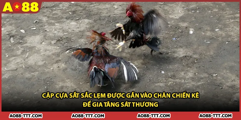 Cặp cựa sắt sắc lẹm được gắn vào chân chiến kê để gia tăng sát thương