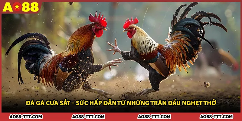 Đá Gà Cựa Sắt – Sức Hấp Dẫn Từ Những Trận Đấu Nghẹt Thở