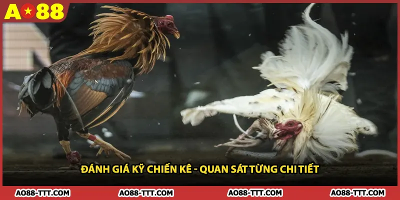Đánh giá kỹ chiến kê - Quan sát từng chi tiết