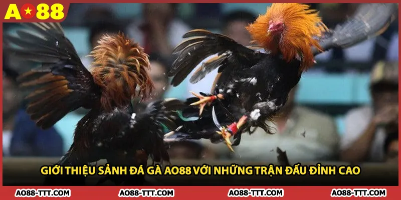 Giới Thiệu Sảnh Đá Gà AO88 Với Những Trận Đấu Đỉnh Cao