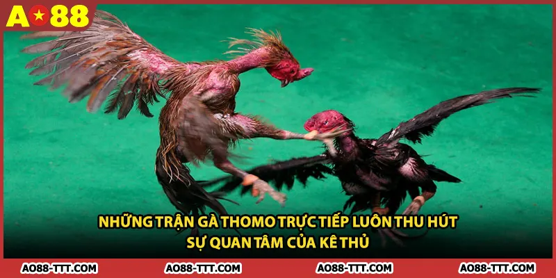 Những trận gà Thomo trực tiếp luôn thu hút sự quan tâm của kê thủ