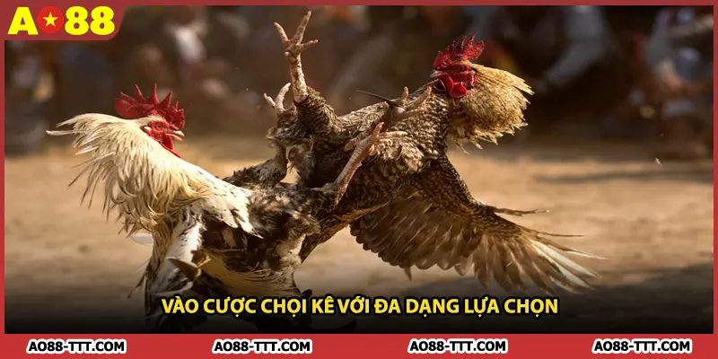 Vào cược chọi kê với đa dạng lựa chọn
